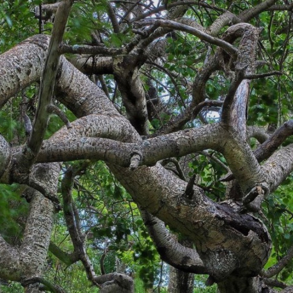 Meet your Posher, Persephone